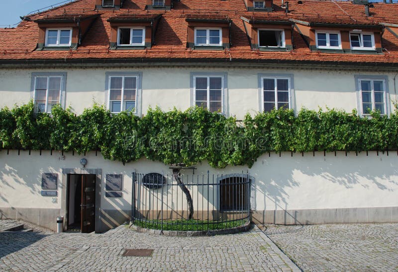 The Old Vine in Maribor