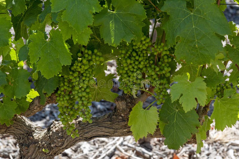 Old vine and Sauvignon grapes growing in sunshine