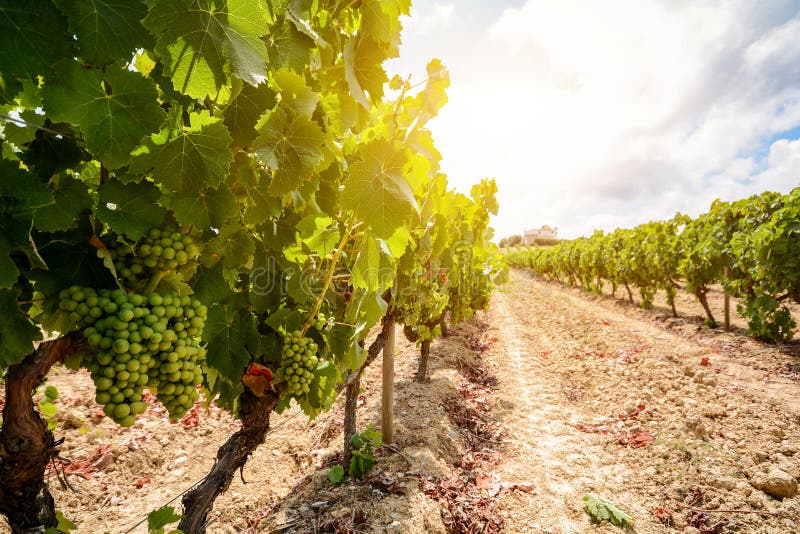 Viejo vinedos vino tinto uvas en vino región más cercano, Europa.