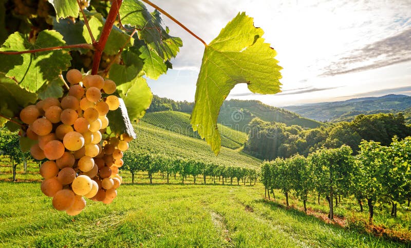 Old vineyards with white wine grapes in the Tuscany wine region near a winery before harvest in autumn, Italy Europe