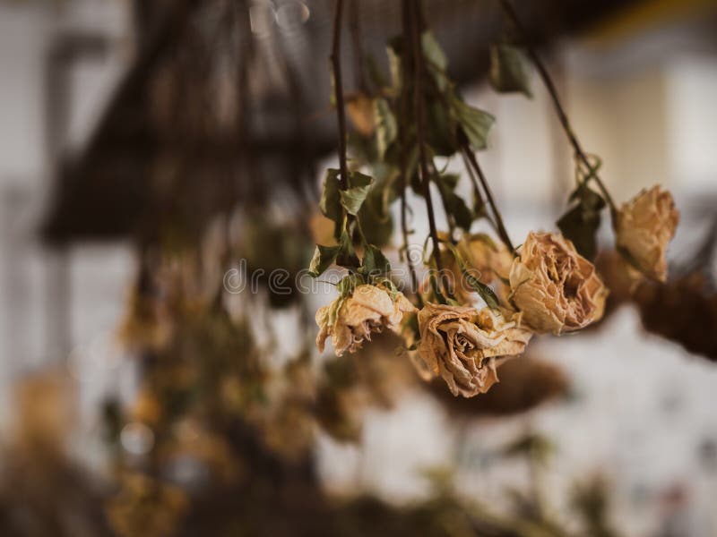 Old Vintage Dried Roses Flowers Hanging Upside Down Stock Photo Image