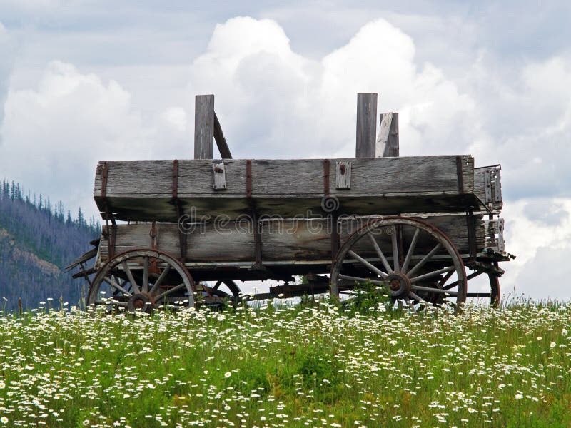 Old Wagon and White Daisies