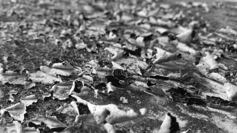Old wall texture with grayscale soft colour background. The background of the wall paint on the walls of the house which is affected by weather conditions, causing damage and peeling of the beautiful wall paint texture. Retro grayscale paint stock images, royalty-free photos and pictures