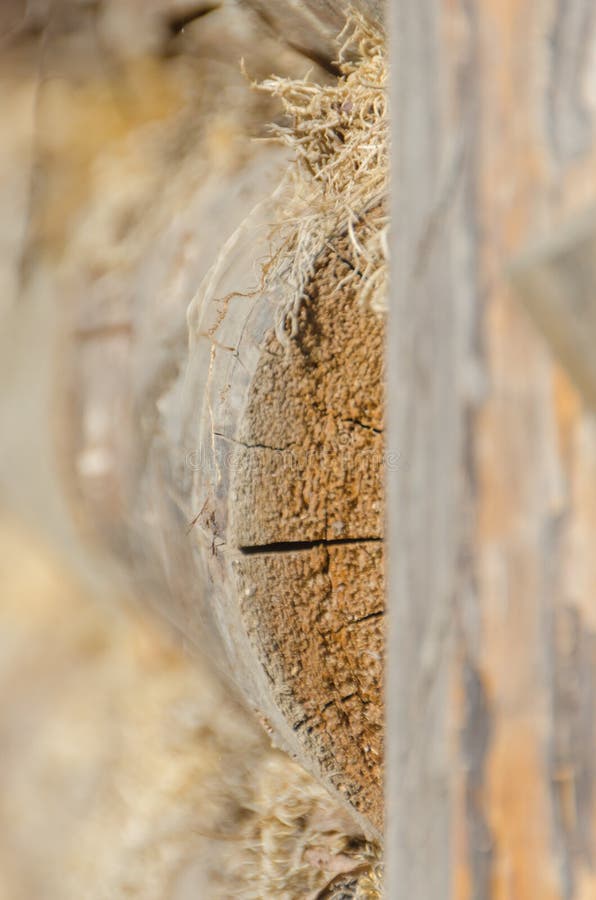 The old walls of the barn in the gap scored moss, insulation stock photo