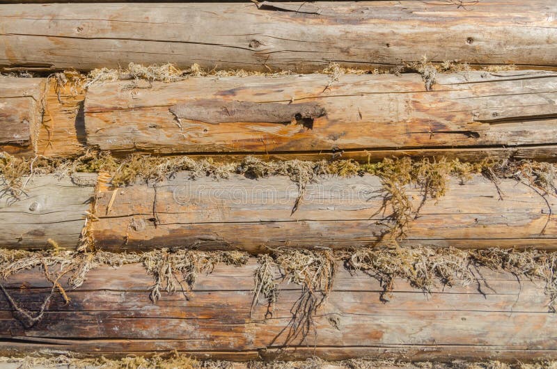 The old walls of the barn in the gap scored moss, insulation royalty free stock image