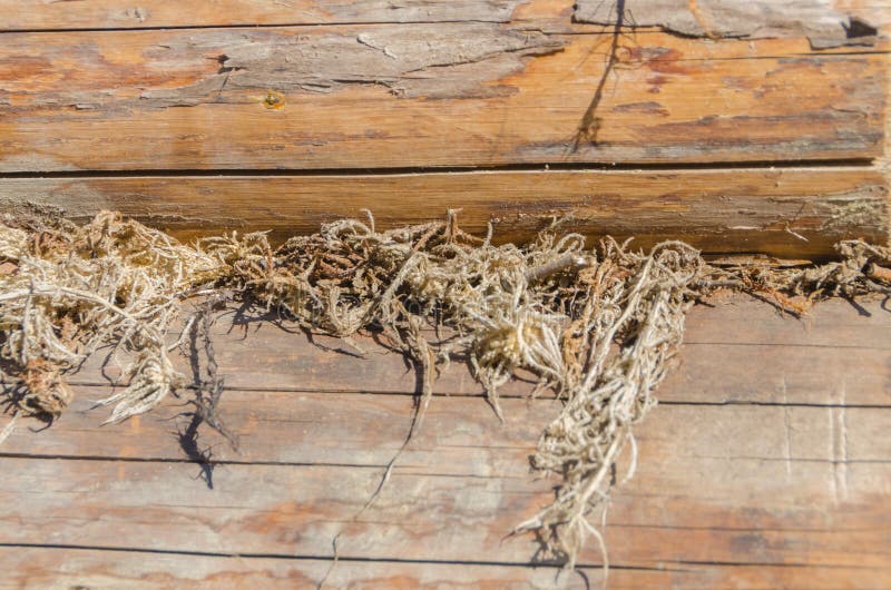 The old walls of the barn in the gap scored moss, insulation stock images