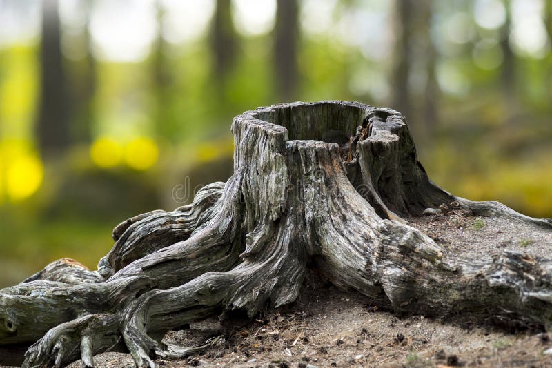 Old weathered tree stump with root in green summer landscape