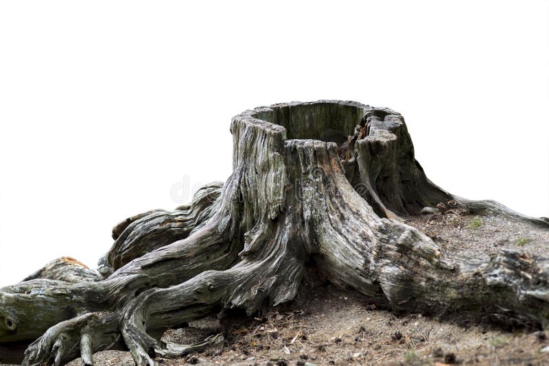 Old weathered tree stump with root isolated on white