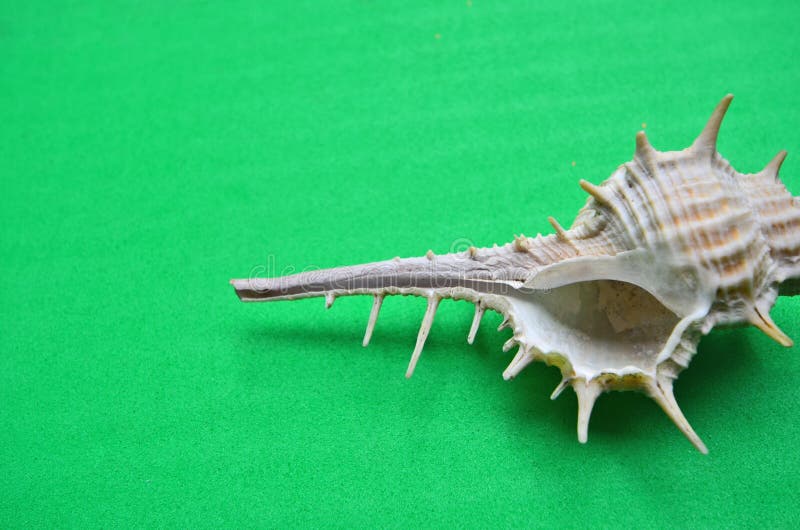 Old white conch close up on green background stock photo