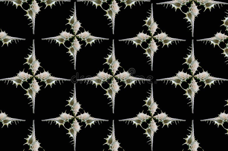 Old white conch shell pattern on black background stock photography
