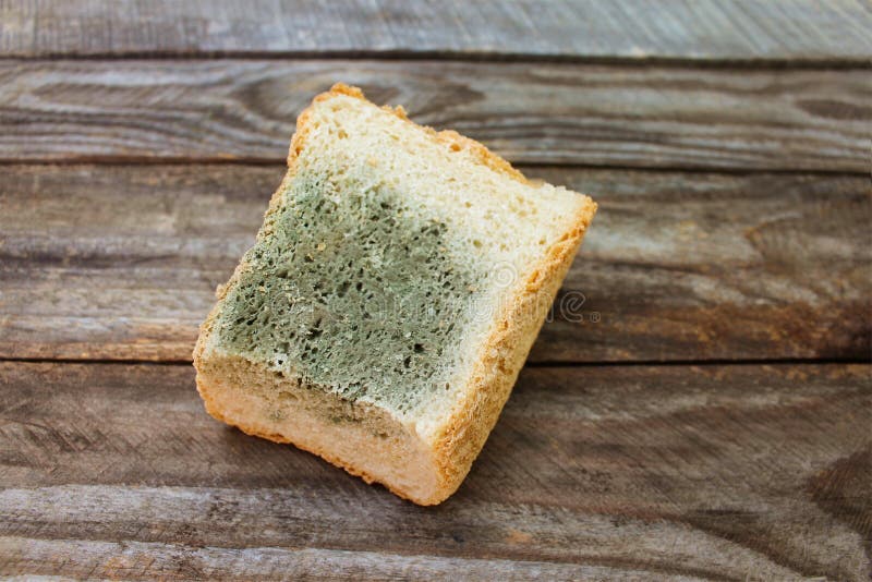 The Old Black Mold On The Bread. Spoiled Food. Mold On Food. Stock