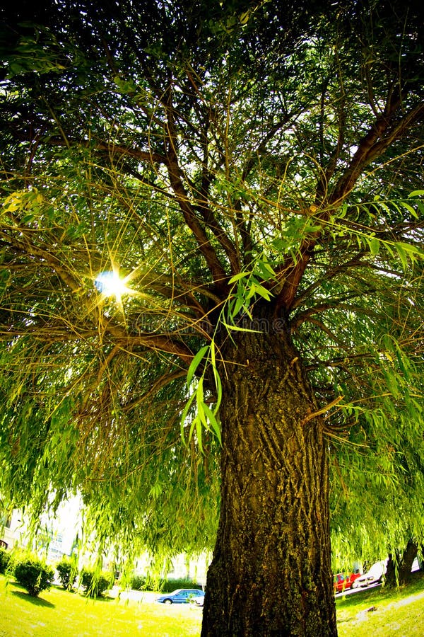 Old willow tree royalty free stock photography