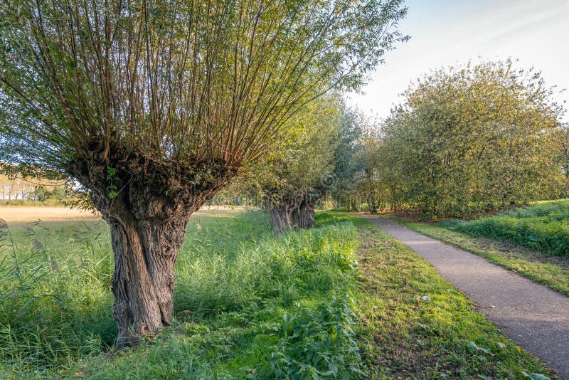 Old willow tree next to a path in a Dutch park