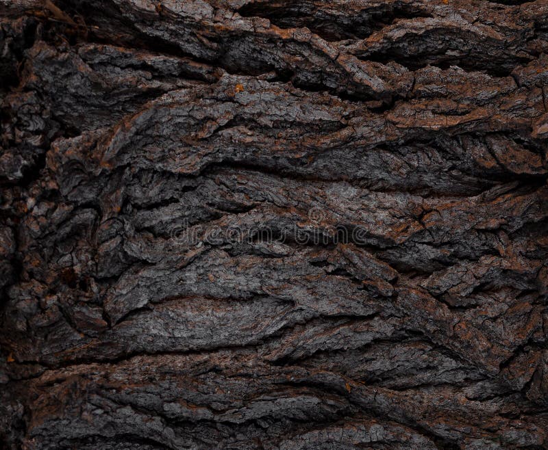 Old and winding tree bark shape stock photo