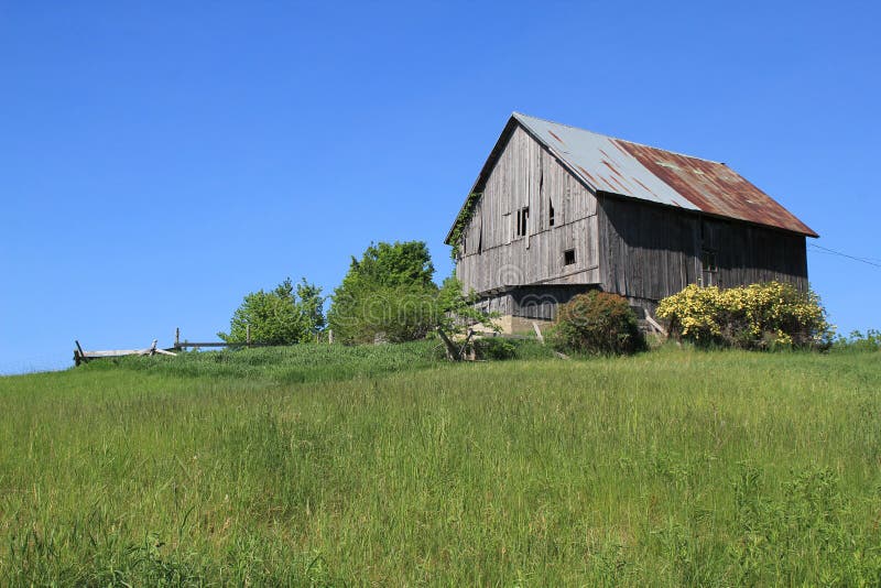 Old wood barn with roses