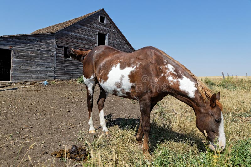 Horse and old wood barns and stables stock photos Horse and old wood barns and stables stock photos