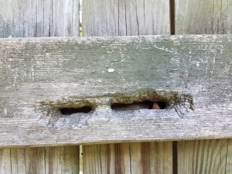 Old wood fence with holes in it from carpenter bees. Nesting royalty free stock images