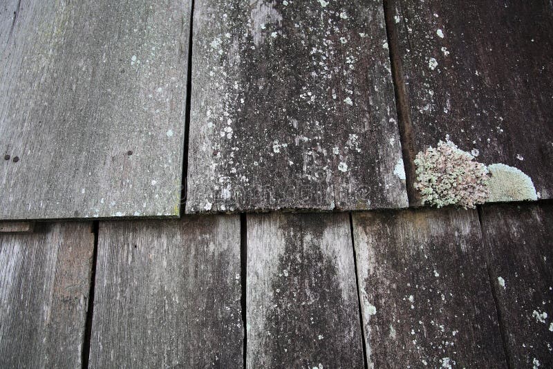 Old Wood Plank Texture with White Mold Stock Image Image of effect