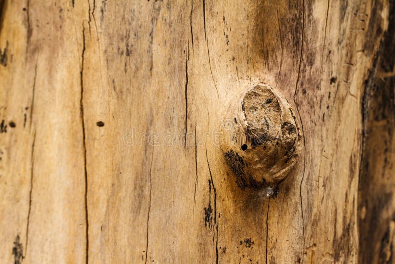 Old wood texture