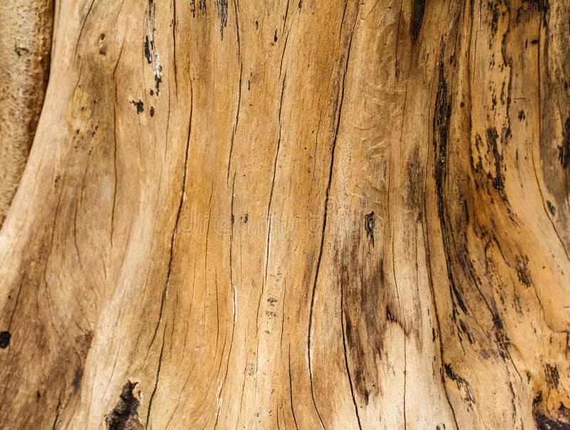 Old wood texture