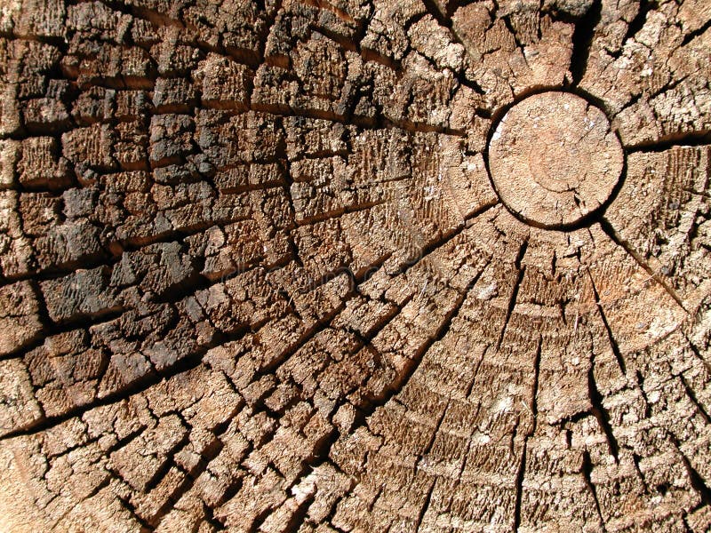 Old Wood Tree Rings Texture. A unique old, worn, weathered section of wood with cracked rings and amazing detailed texture great for backgrounds Old Wood Tree Rings Texture. A unique old, worn, weathered section of wood with cracked rings and amazing detailed texture great for backgrounds