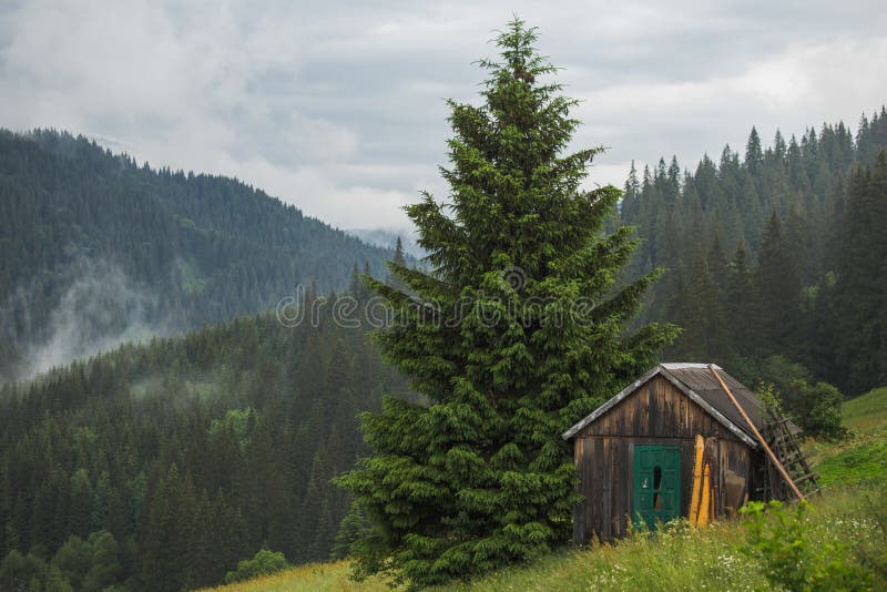 Old wooden barn in wood. Horizontal photography