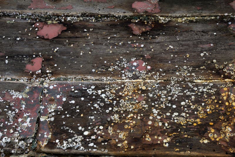 Old wooden boat have barnacles on.