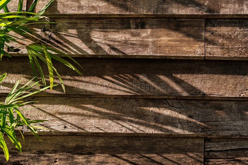 Old Wooden Building Texture Rustic with soft sunlight filtering through leaves stock photo