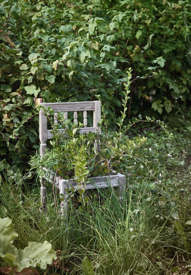 Old wooden chair in wild garden stock images