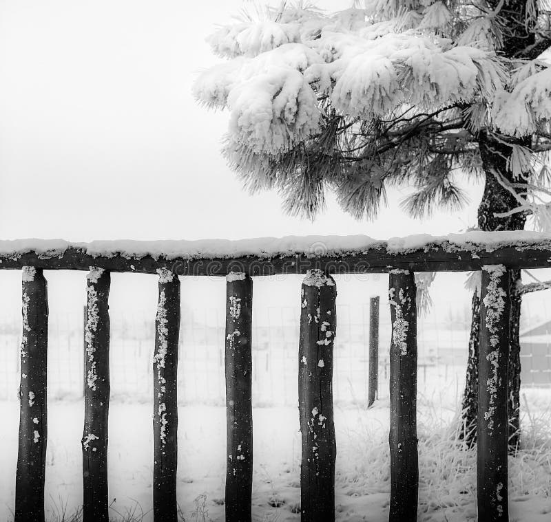 Closeup of an old wooden fence covered with snow, black and white. Winter in Wyoming, USA. Closeup of an old wooden fence covered with snow, black and white. Winter in Wyoming, USA