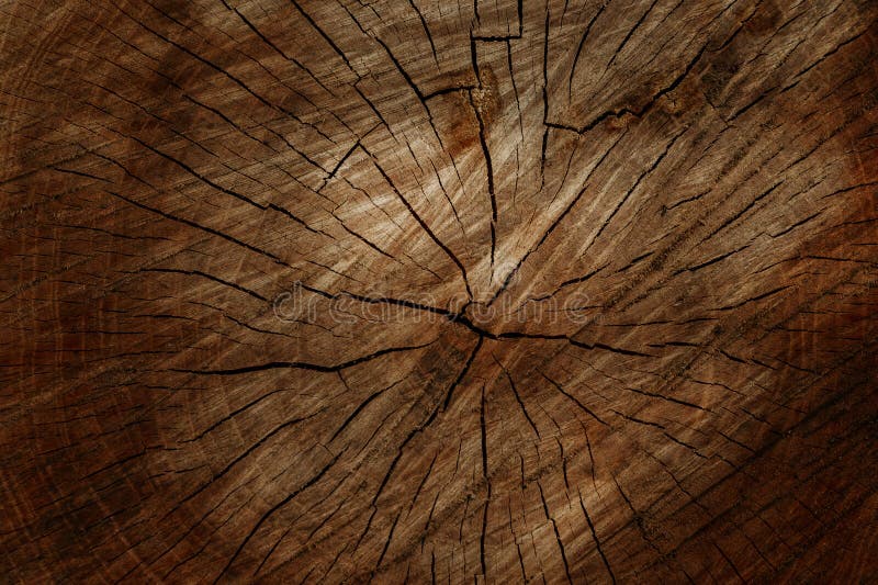 Old wooden tree cut surface. Detailed warm dark brown tones of a felled tree trunk or stump. Rough organic texture of tree rings
