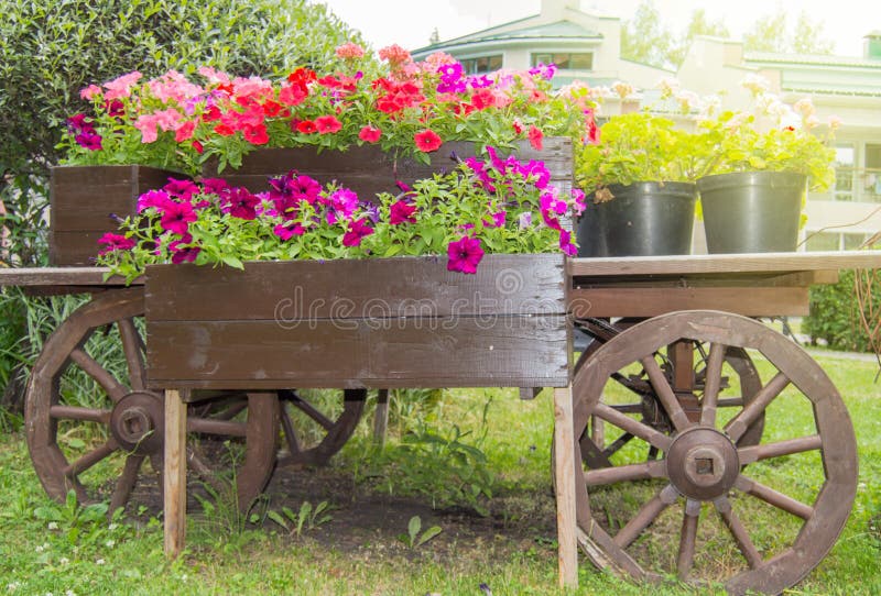 Old wooden vintage trolley with flower pots and boxes with colorful Petunia flowers and geraniums in the garden on a Sunny summer