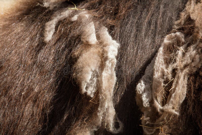 Old wool on a buffalo as a background .