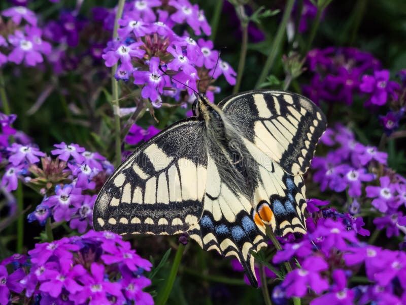 Close-up of the Old World swallowtail or the common yellow swallowtail (Papilio machaon) with yellow wings with black markings and one red and six blue eye spots below each tail among purple flowers. Close-up of the Old World swallowtail or the common yellow swallowtail (Papilio machaon) with yellow wings with black markings and one red and six blue eye spots below each tail among purple flowers