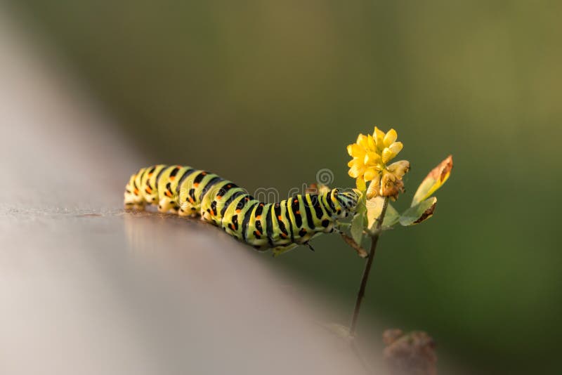 Swallowtail caterpillar crawls to yellow wild flower on green blurred background