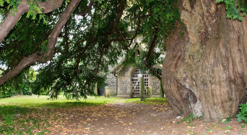 Old yew tree in an old English flint saxon church graveyard