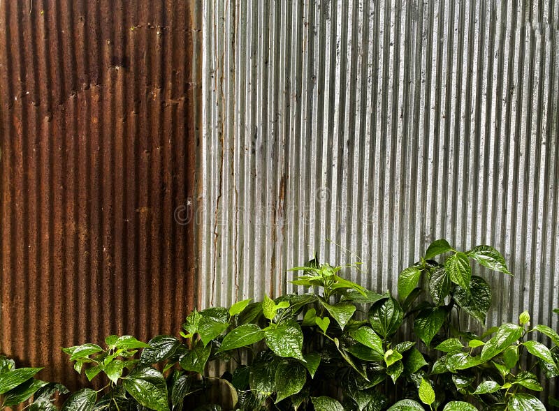 Old Zinc Wall Texture Surface with Green Plant. Stock Photo Image of