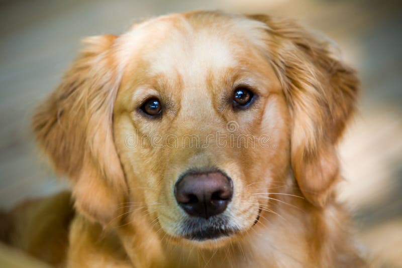 Olden Retriever Puppy