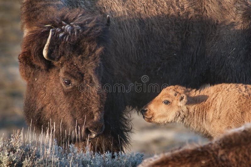 Older bison and younger calf