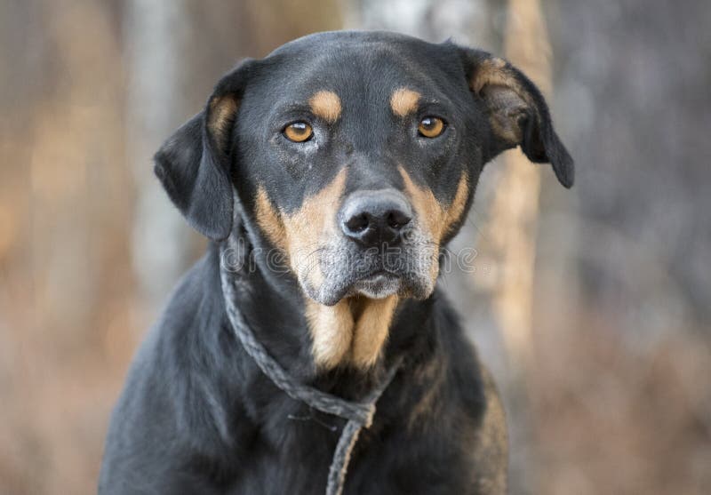 coonhound lab mix