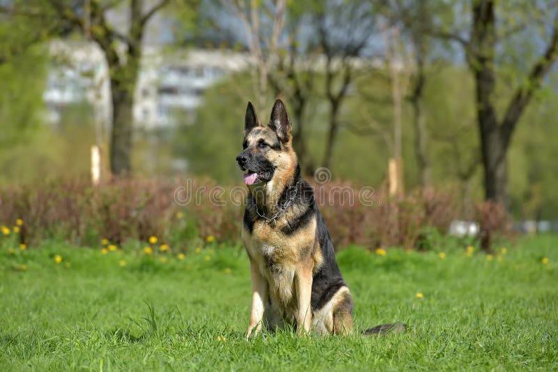 The Oldest German Shepherd Lies Stock Image Image of animal, meadow