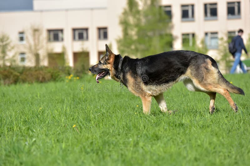 The Oldest German Shepherd Runs Stock Photo Image of healthy