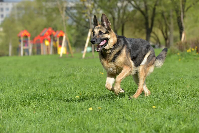 The Oldest German Shepherd Runs Stock Photo Image of friendly, female