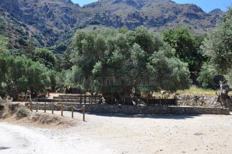 The oldest olive tree, Moumental olive tree of Kavousi