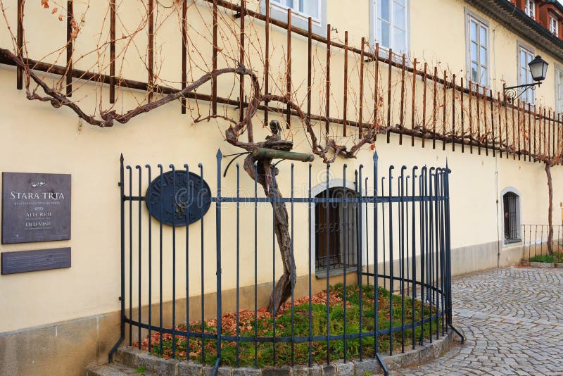 Oldest vine in the world in Maribor, Slovenia