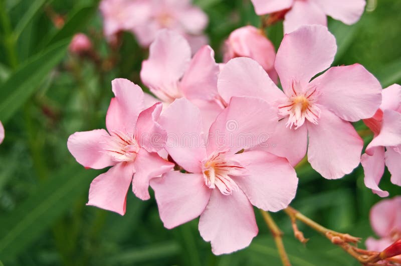 Pink flover of oleander closeup