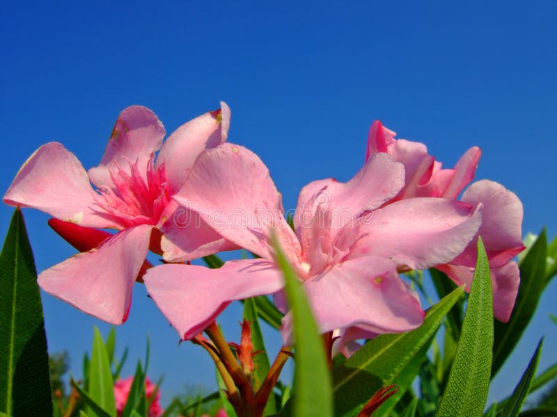 A close up shot of oleander flowers, taken in mediterranean area