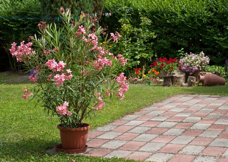 Nice oleander in the garden at summer