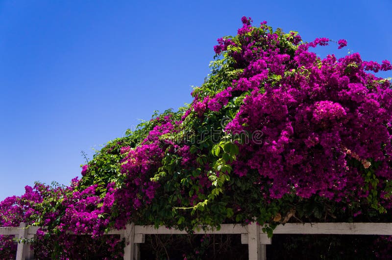 Branch of a blossoming pink oleander against the blue sky