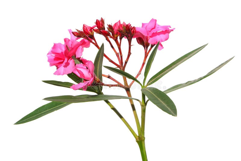 Oleander flowers ( Nerium oleander, Apocynaceae )The blossoming branch of a pink oleander isolated on a white background